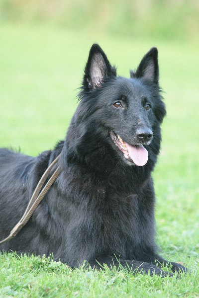 Tootsie de la Vallée des Suessiones