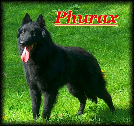 CH. Phurax de la Vallée des Suessiones
